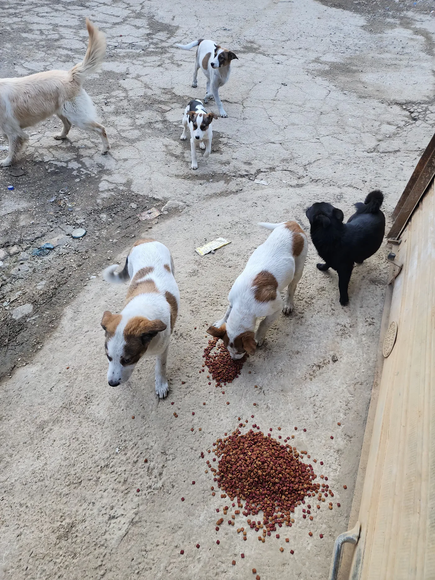Rescued dog in our care