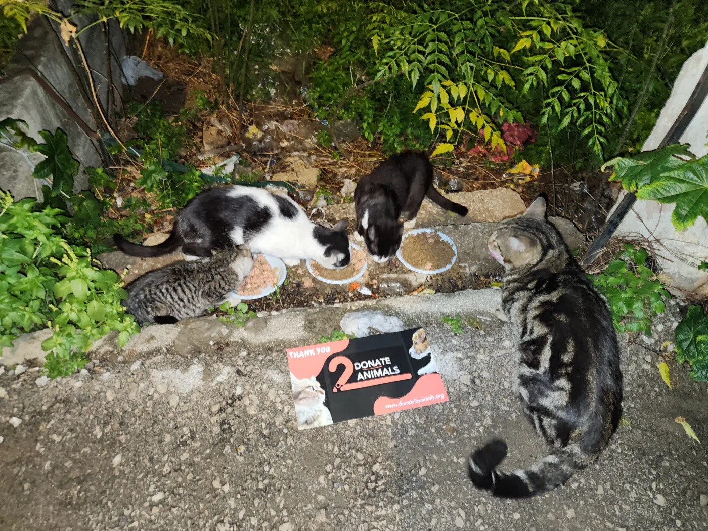 Donate 2Animals — animal in our care