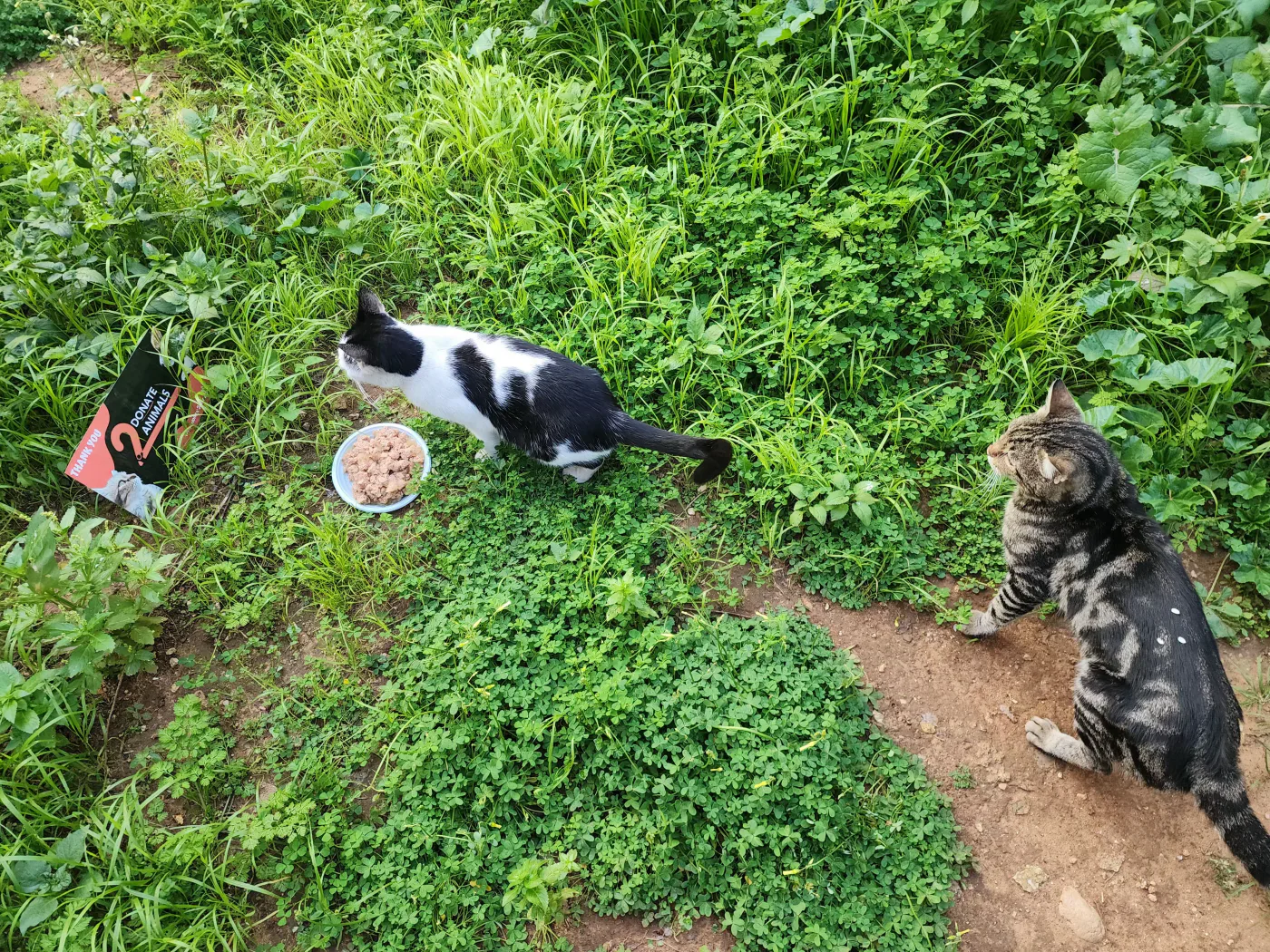 Scan a QR from Zimbabwe to donate USDT to kittens