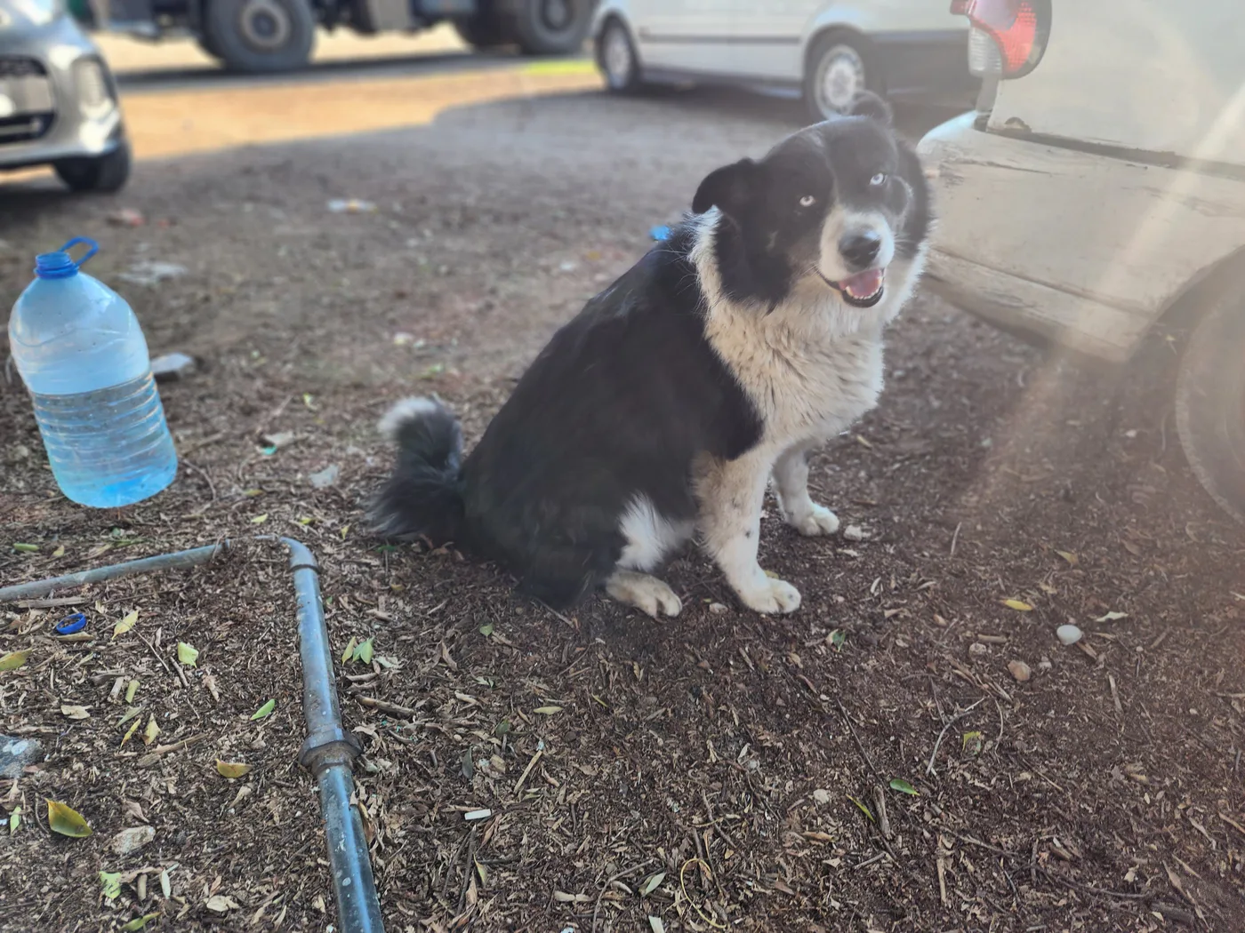How to donate Bitcoin to feeding, rescue, surgery, and spay as needed for puppies