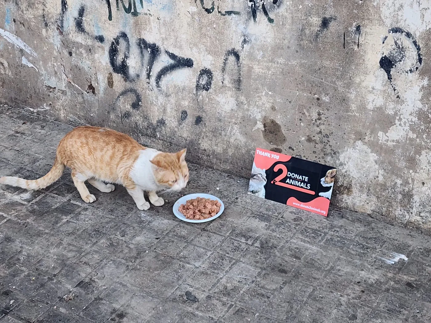 How to donate crypto from Zimbabwe to help stray cats
