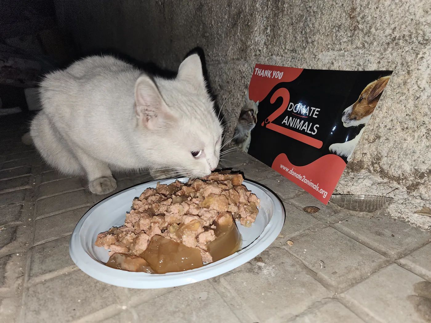 Donate 2Animals — animal in our care