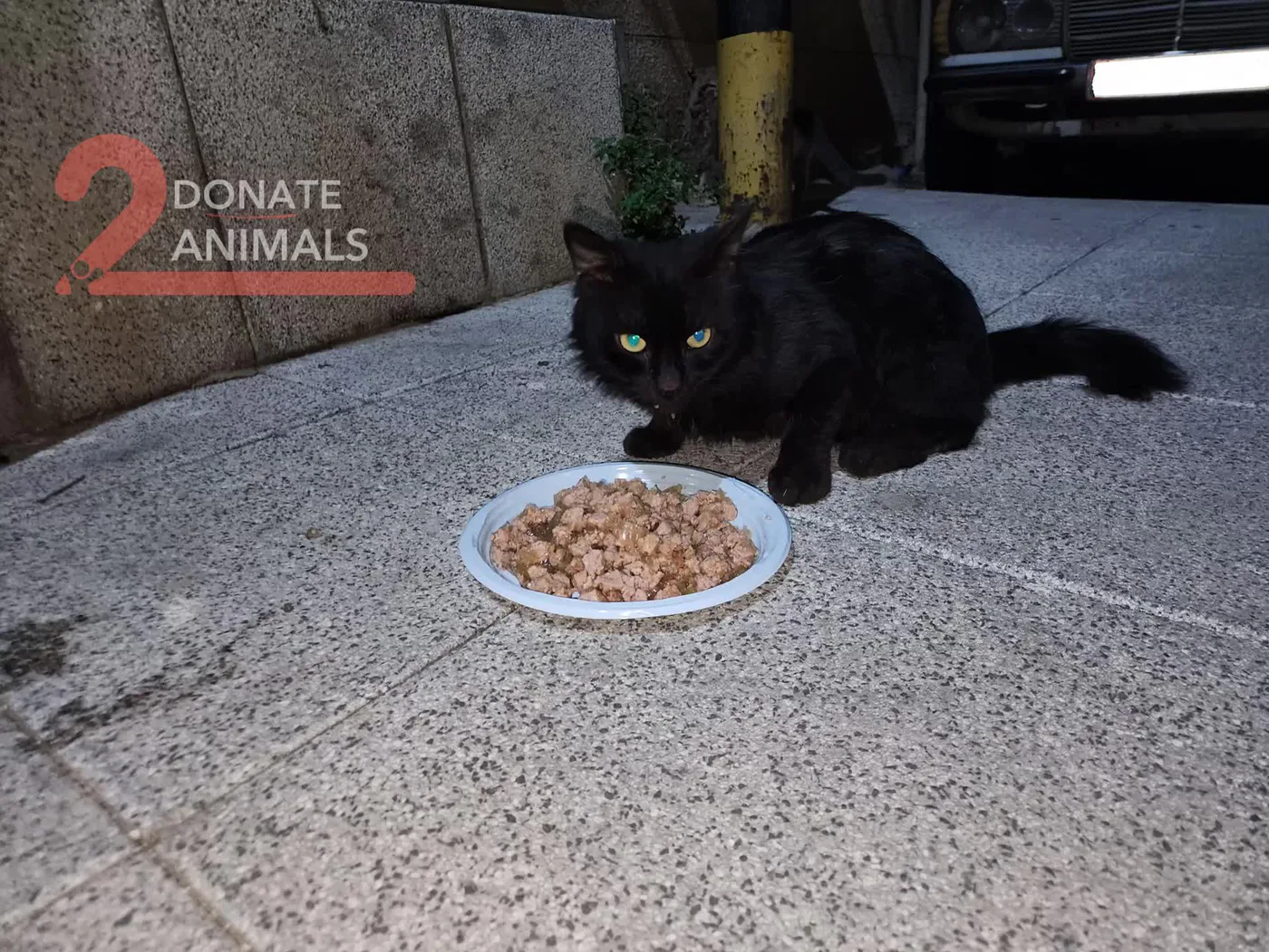 How to donate USDT to emergency pickup and rehab for pets