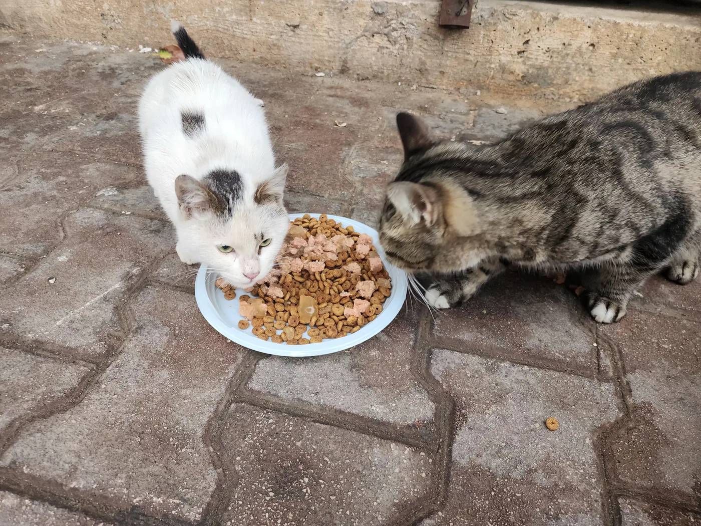 Donate 2Animals — animal in our care