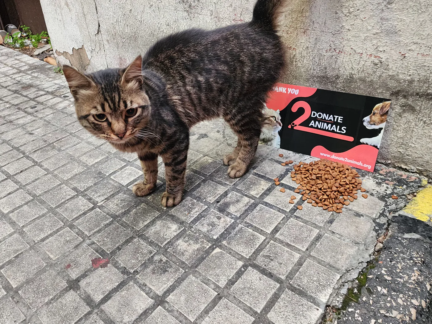 Rescued cat in our care