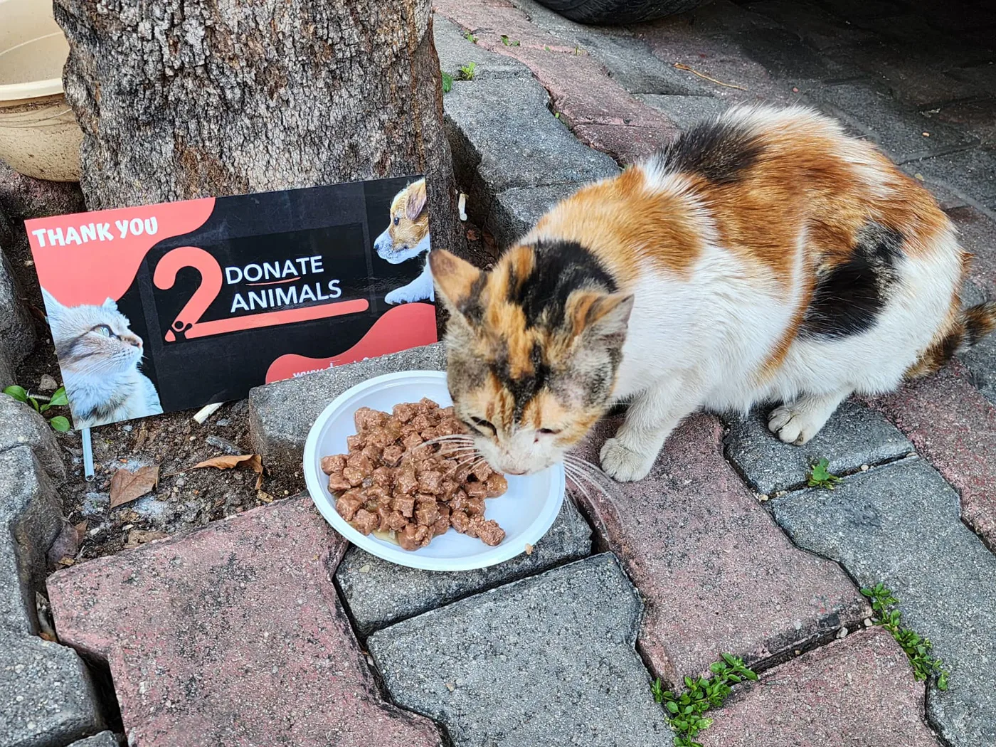 Withdraw crypto in Zambia to help injured cats