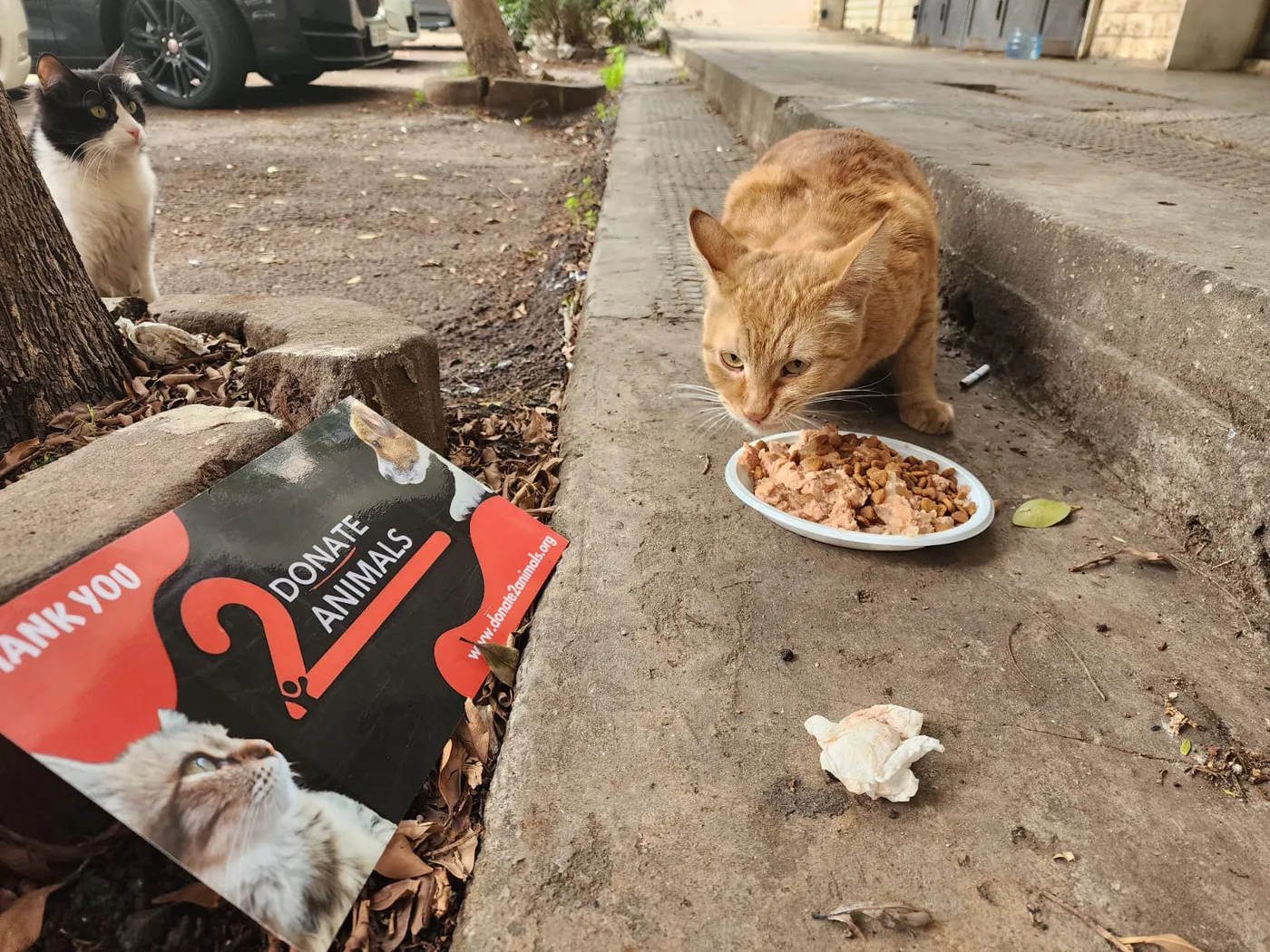 Rescued cat in our care
