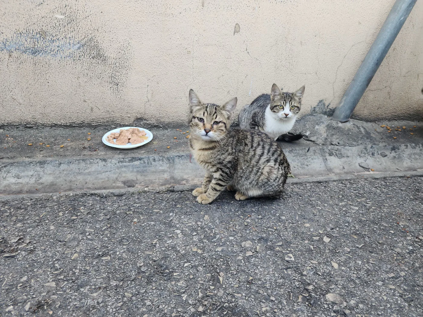 Donate TRX to animals on Tron