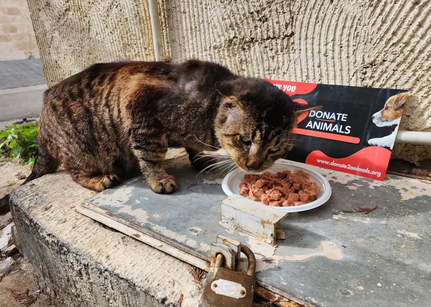 Rescued cat in our care