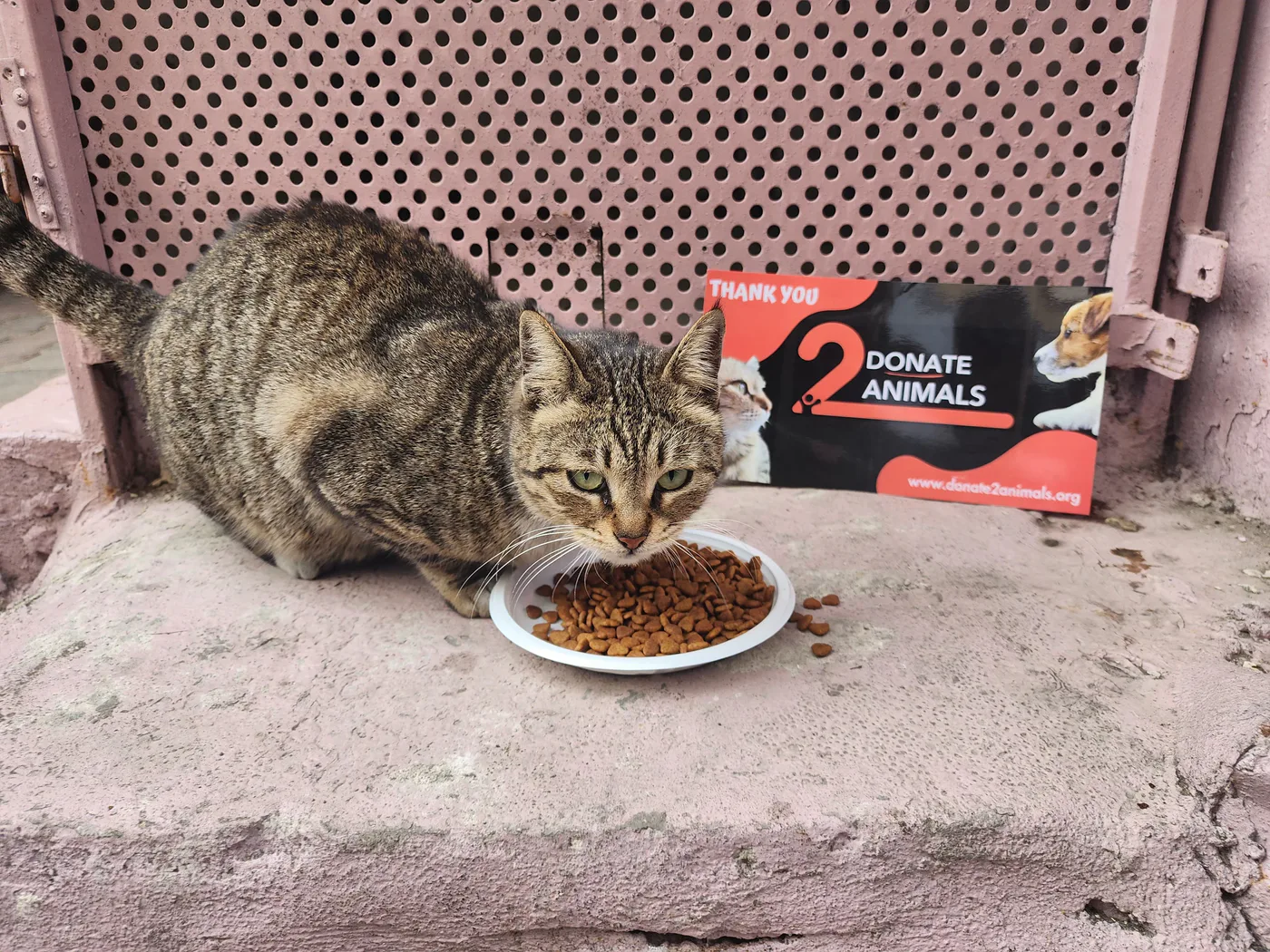 Small USDT donation from Zambia to general for stray cats