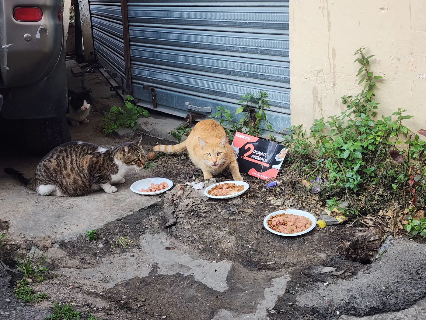 Scan a QR from Montenegro to donate USDT to injured cats