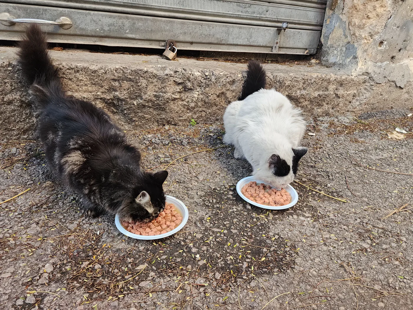 How to donate USDC to feeding, rescue, surgery, and spay as needed for kittens
