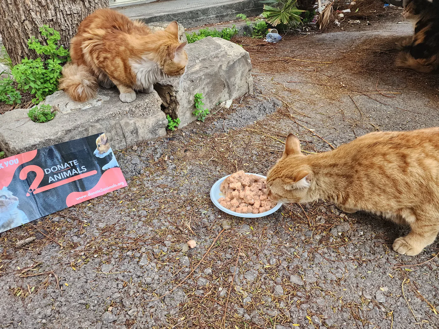 Rescued cat in our care