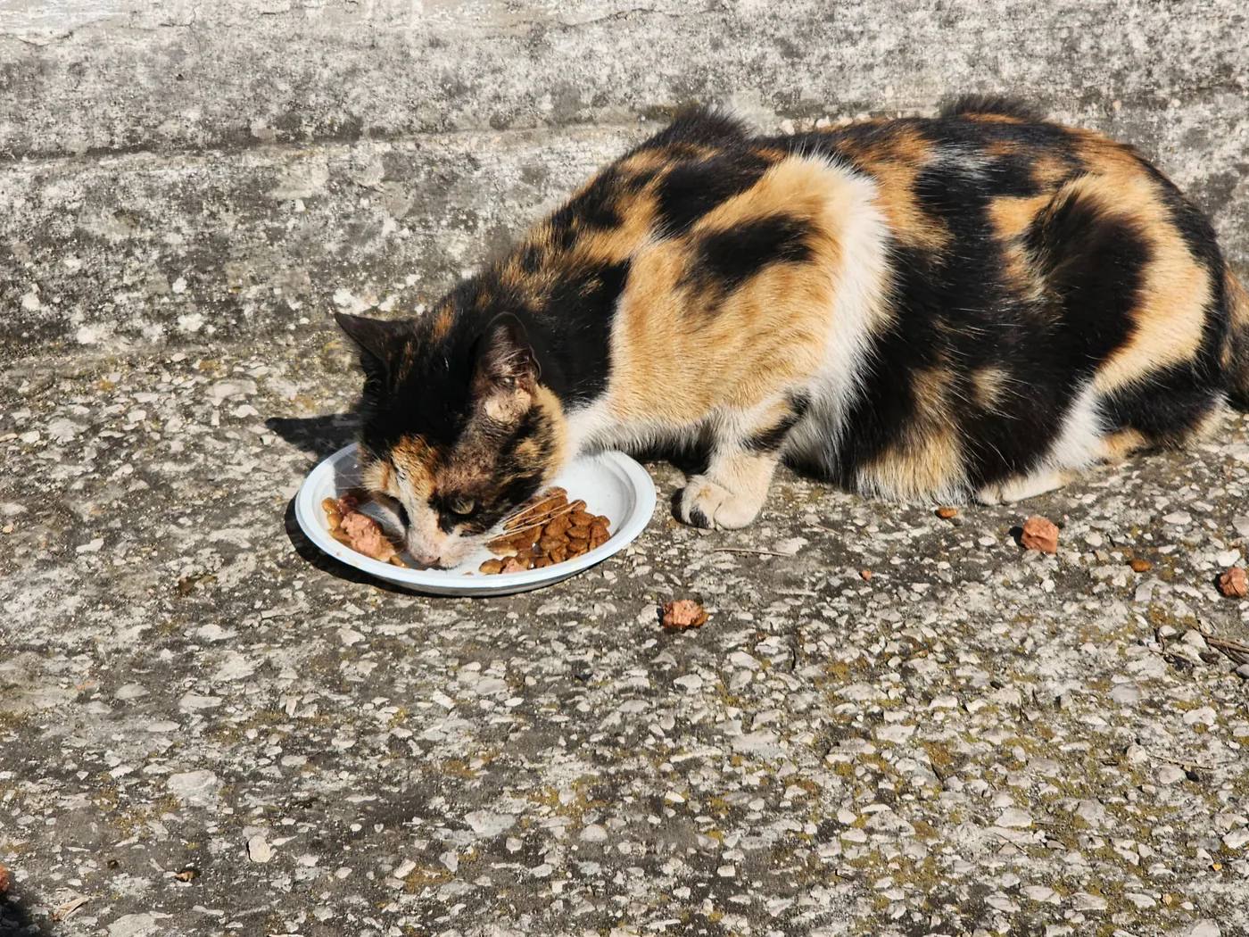How to donate USDC to meals and clean water for kittens