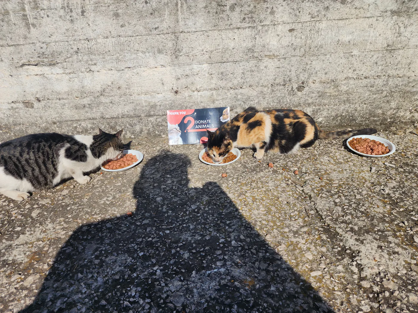 Donate crypto for an injured cat emergency