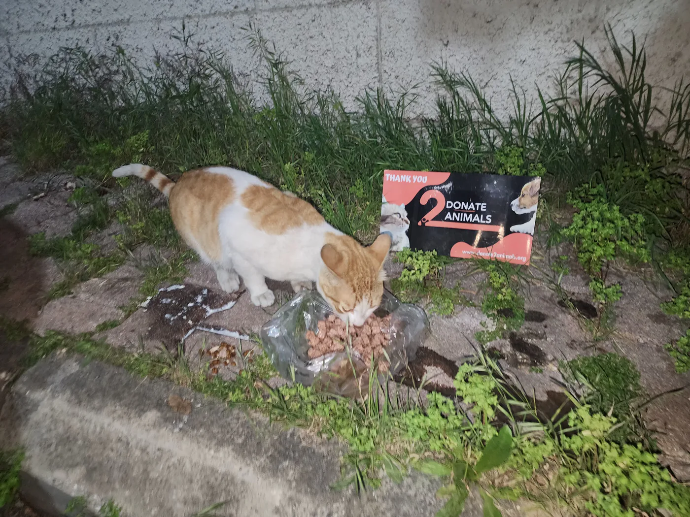 Rescued cat in our care