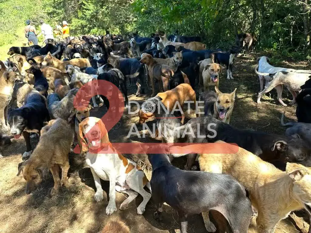 How to donate Bitcoin to emergency pickup and rehab for puppies