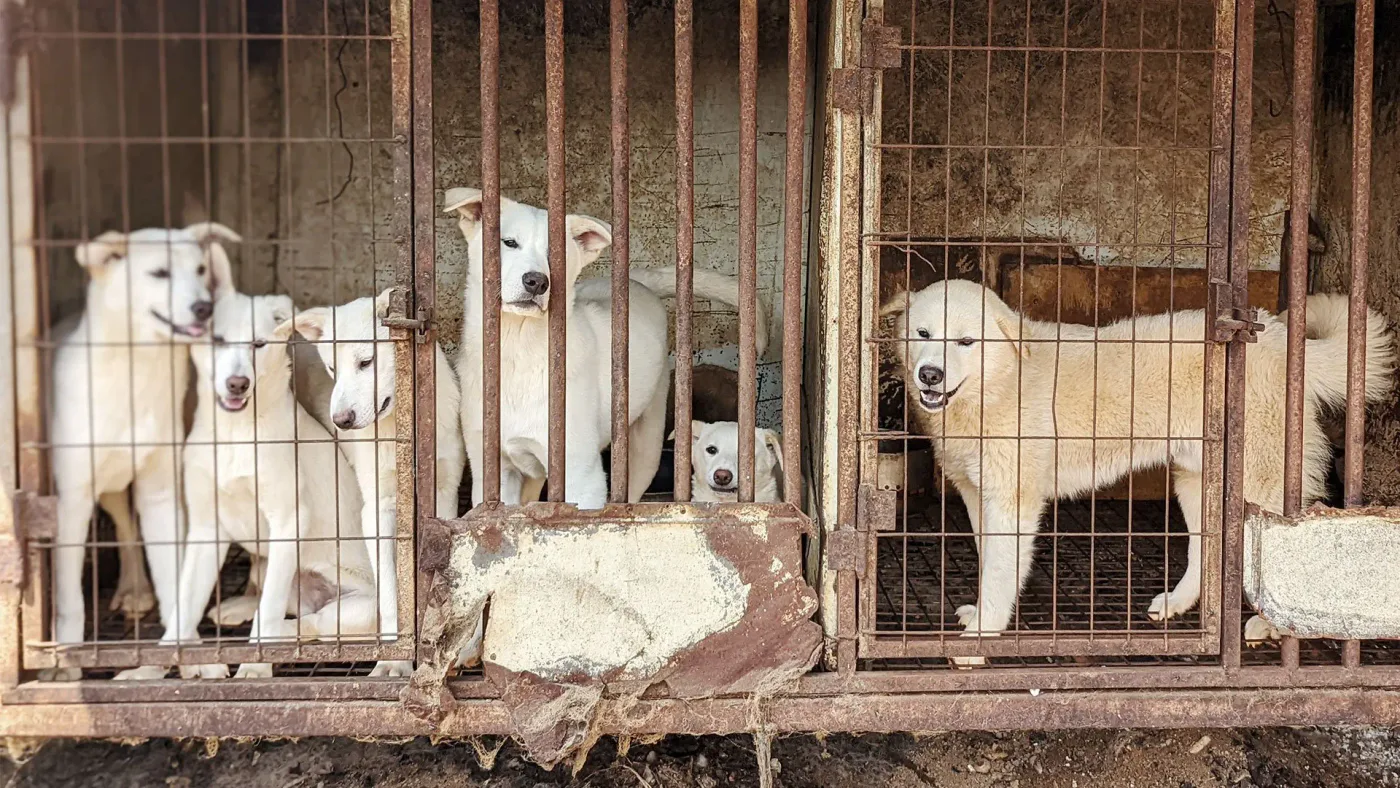 How to donate crypto to emergency pickup and rehab for stray dogs