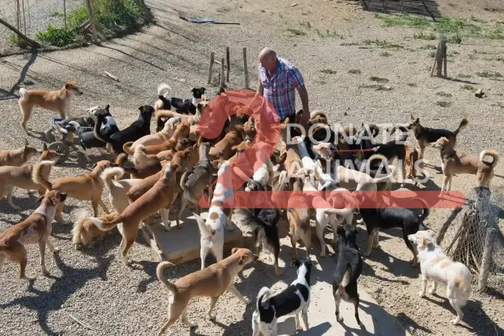 Withdraw Ethereum in Cyprus to help stray dogs