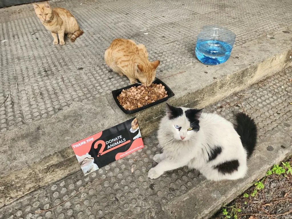 Donate 2Animals — animal in our care