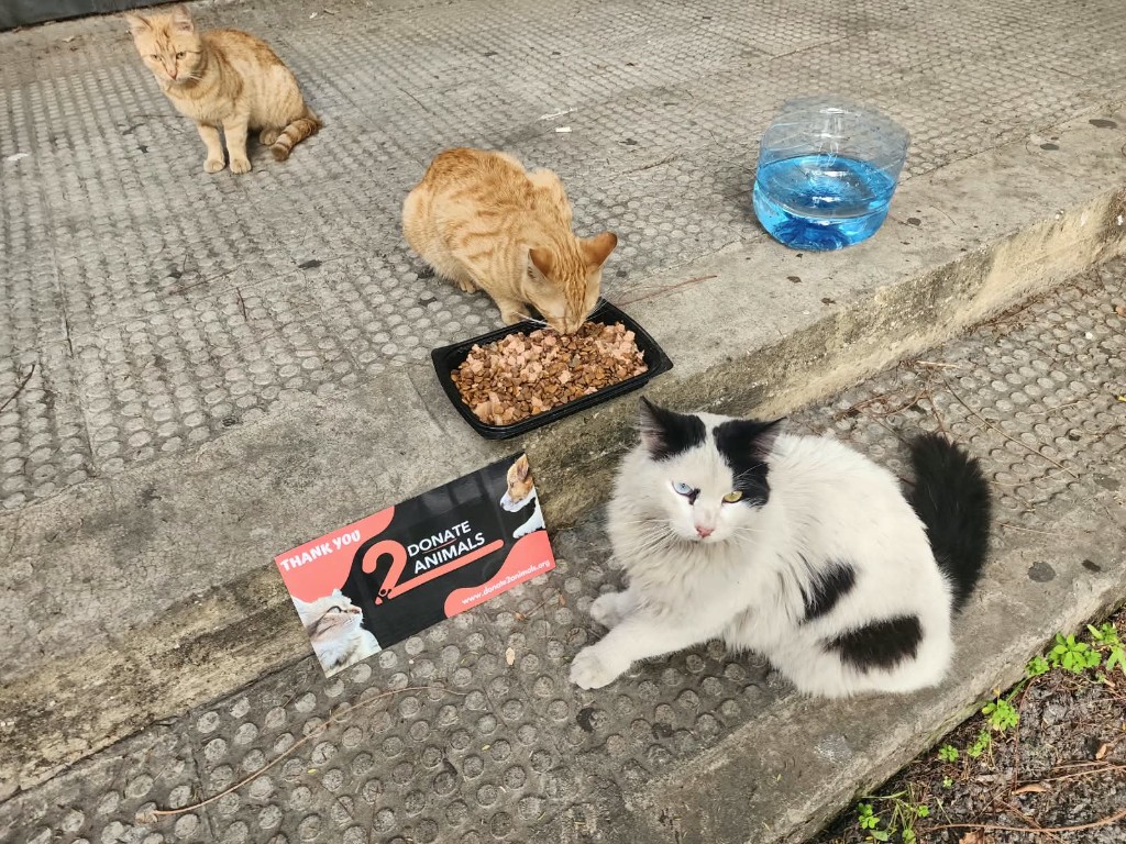 Stray cats eating on the steps with a Donate 2Animals thank-you sign — food and water from your gifts