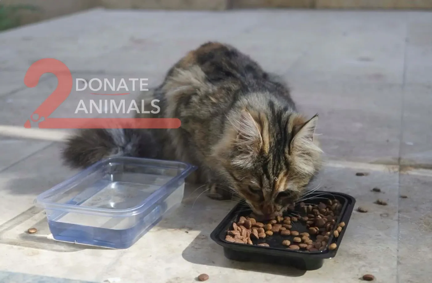 Monthly Bitcoin gift from Mauritius for injured cats