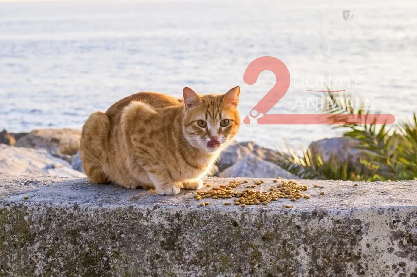 How to donate crypto to life-saving operations for injured cats